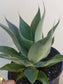 Agave Blue Flame - Beaultiful Desert Plants 