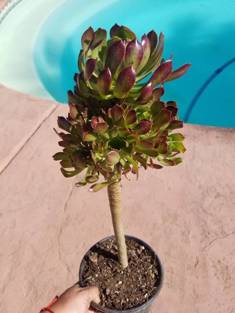 Aeonium Arboreum Atropurpureum - Beaultiful Desert Plants 