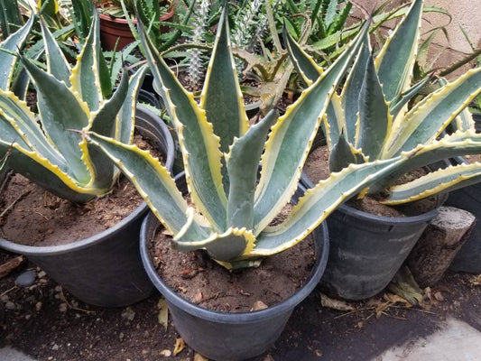 Agave Americana Variegated - Beaultiful Desert Plants 