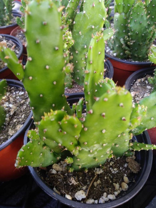 4" Opuntia  Monacantha (Maverick cactus) - Beaultiful Desert Plants 