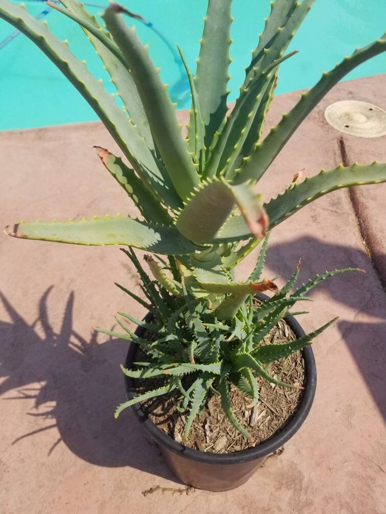 old aloe vera plant Aloe Arborenscens – Beaultiful Desert Plants