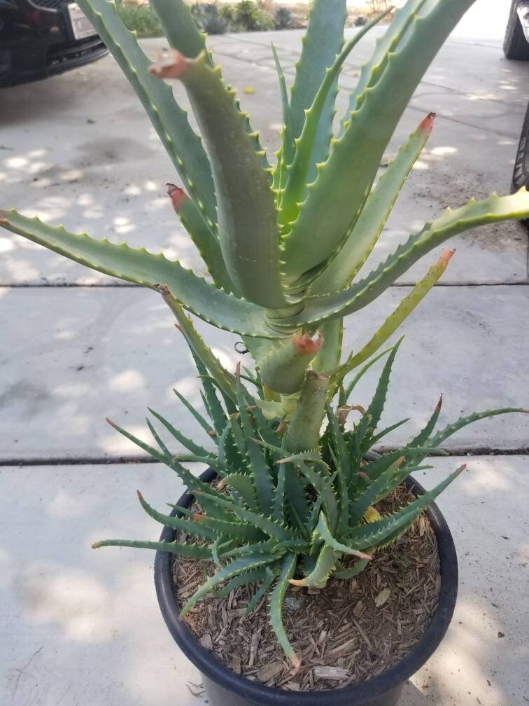 Aloe Arborenscens – Beaultiful Desert Plants