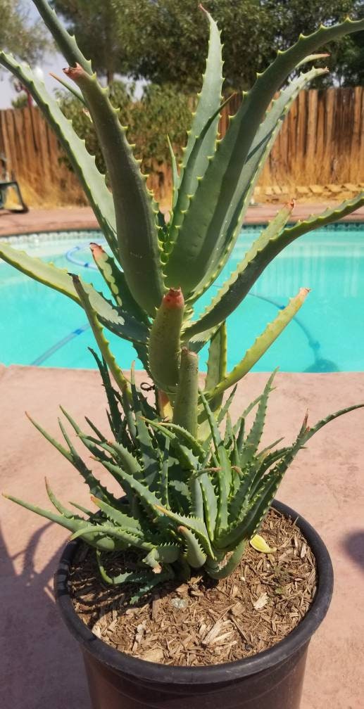 baumaloe aloe arborescens Aloe Arborenscens – Beaultiful Desert Plants
