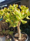 Crassula Ovata Jade - Beaultiful Desert Plants 