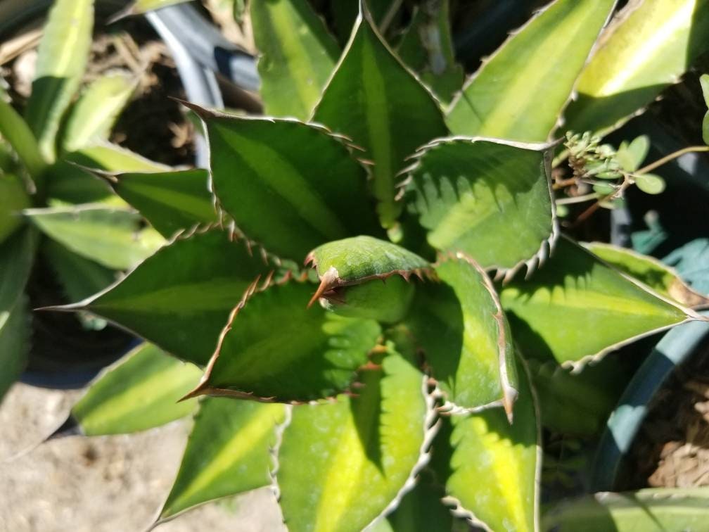 Agave Lophantha Splendida - Beaultiful Desert Plants 