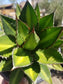 Agave Lophantha Splendida - Beaultiful Desert Plants 