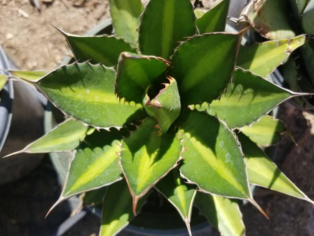 Agave Lophantha Splendida - Beaultiful Desert Plants 