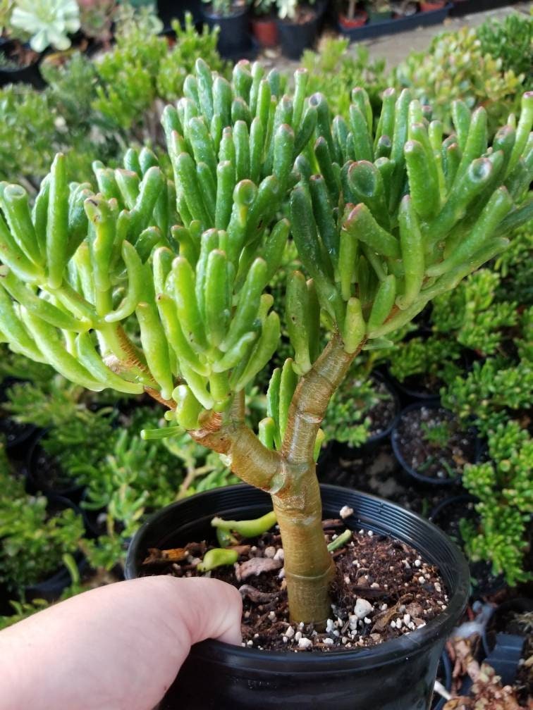 monstruosa jade plant Crassula Ovata Gollum Tree – Beaultiful Desert Plants