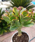 Crassula Ovata Jade "Lemon & Lime" - Beaultiful Desert Plants 