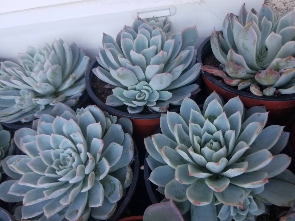 Echeveria Violet Queen (4" Pot) - Beaultiful Desert Plants 