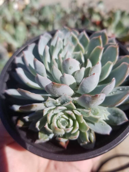 Echeveria Violet Queen (4" Pot) - Beaultiful Desert Plants 