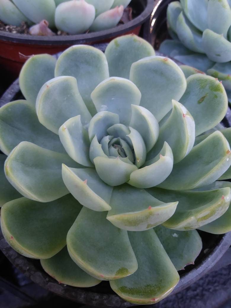 Echeveria Elegant "Mexican Snowball" (4"Pot) - Beaultiful Desert Plants 