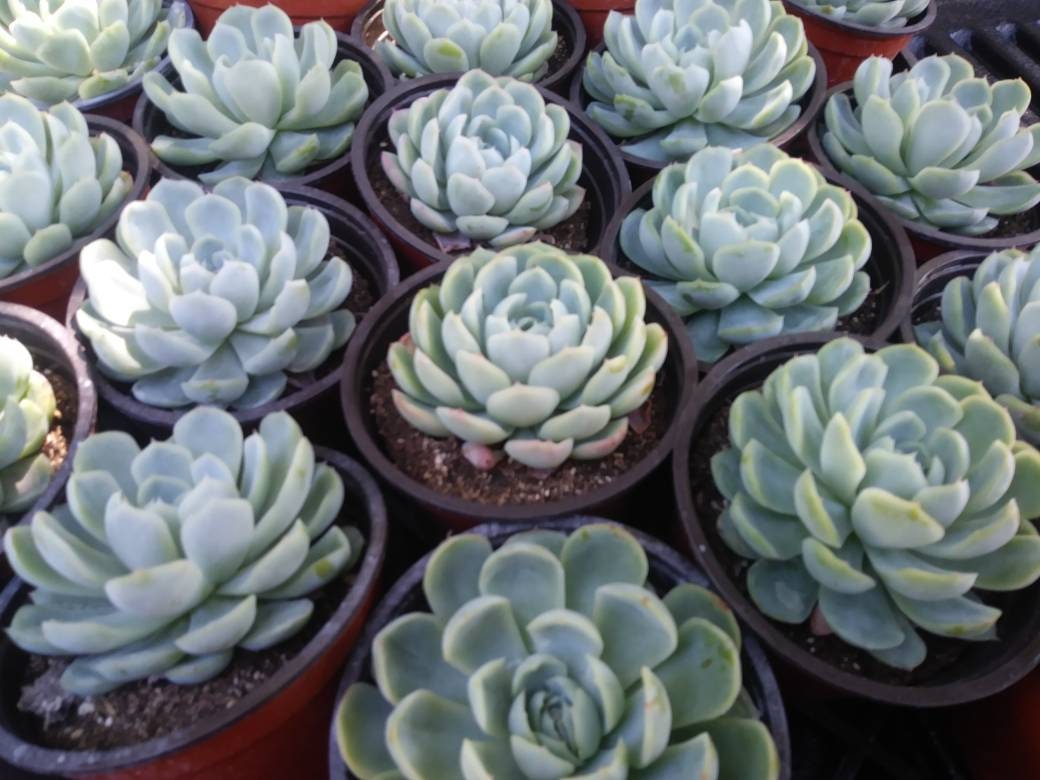 Echeveria Elegant "Mexican Snowball" (4"Pot) - Beaultiful Desert Plants 