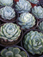 Echeveria Elegant "Mexican Snowball" (4"Pot) - Beaultiful Desert Plants 