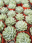 Echeveria Elegant "Mexican Snowball" (4"Pot) - Beaultiful Desert Plants 