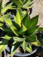 Agave Lophantha Splendida - Beaultiful Desert Plants 