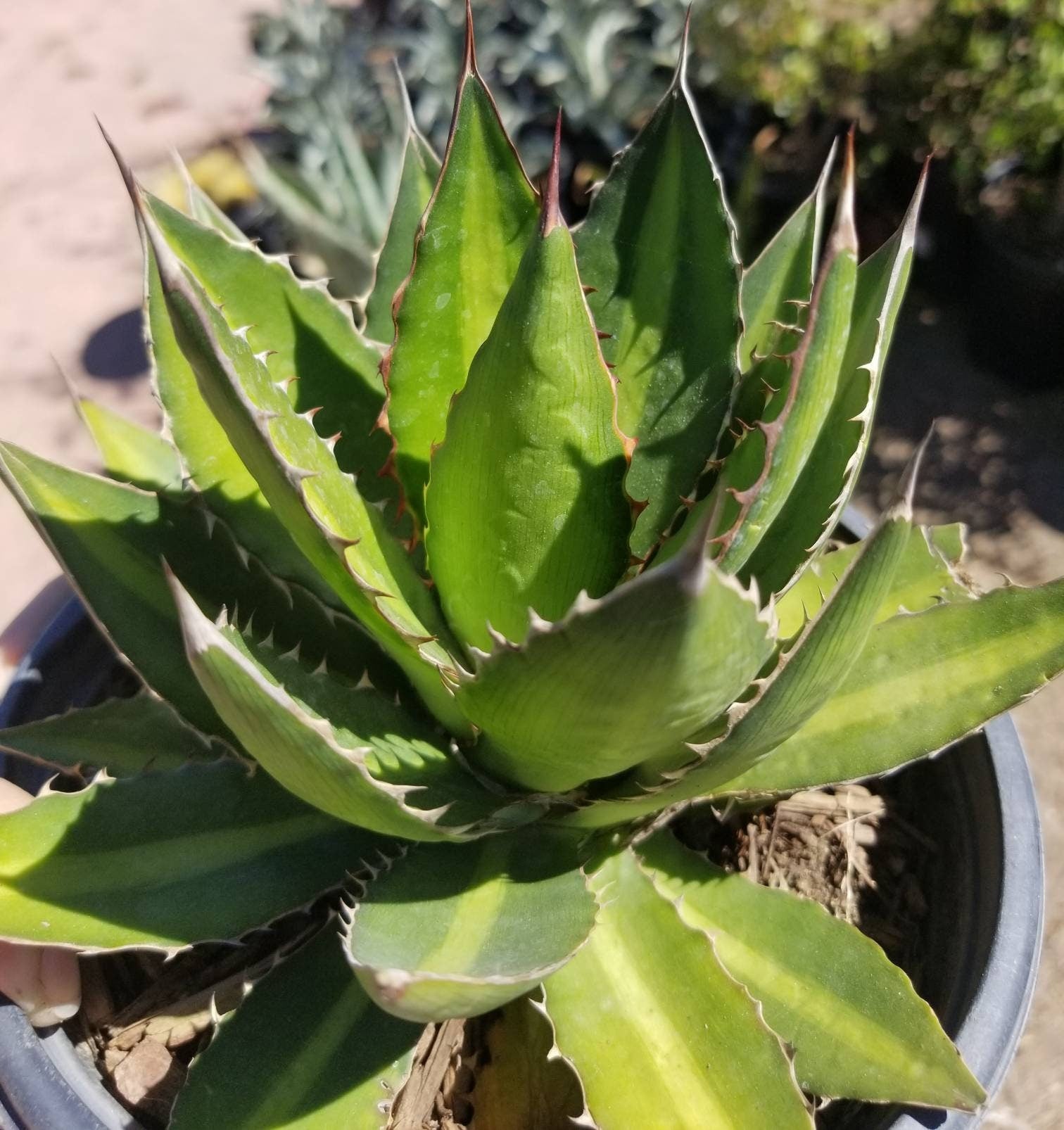 Agave Lophantha Splendida - Beaultiful Desert Plants 