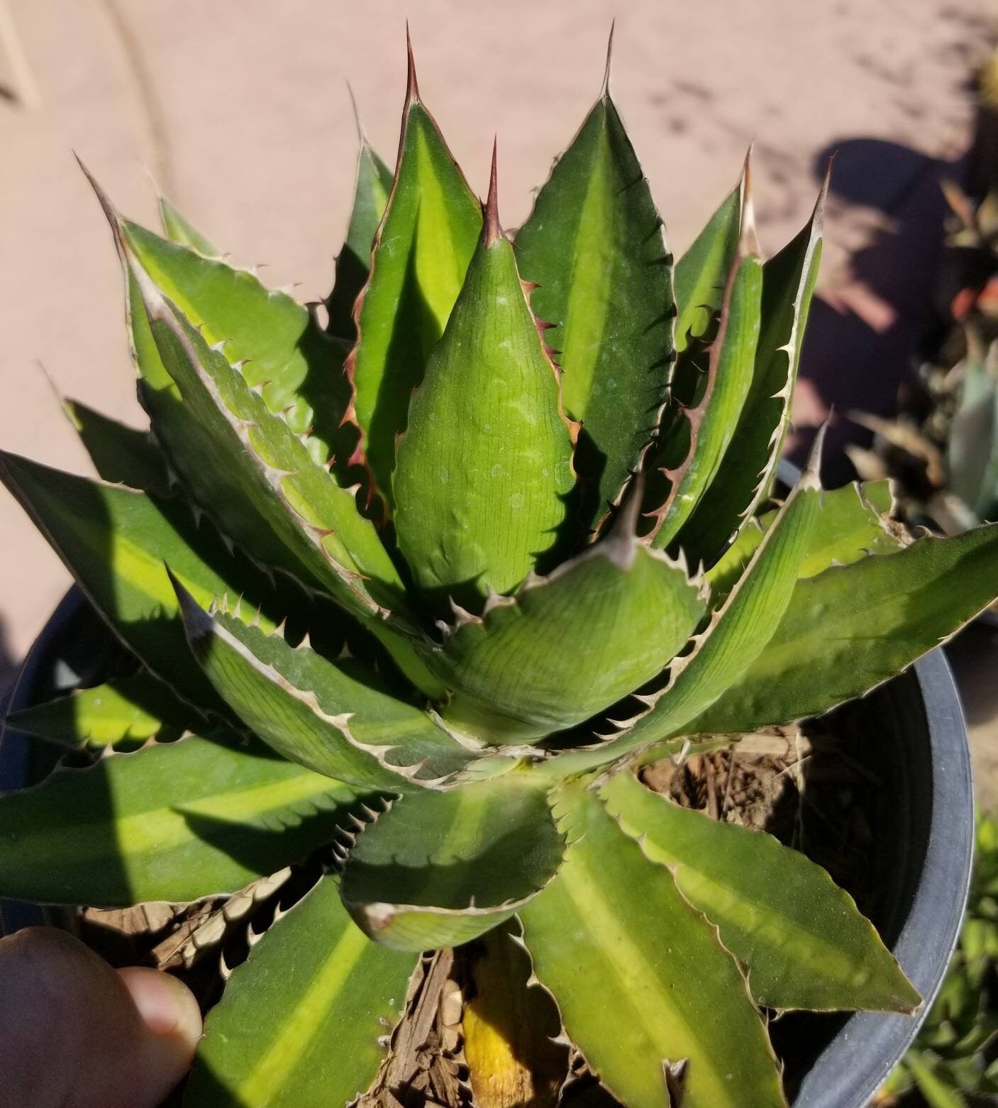 Agave Lophantha Splendida - Beaultiful Desert Plants 