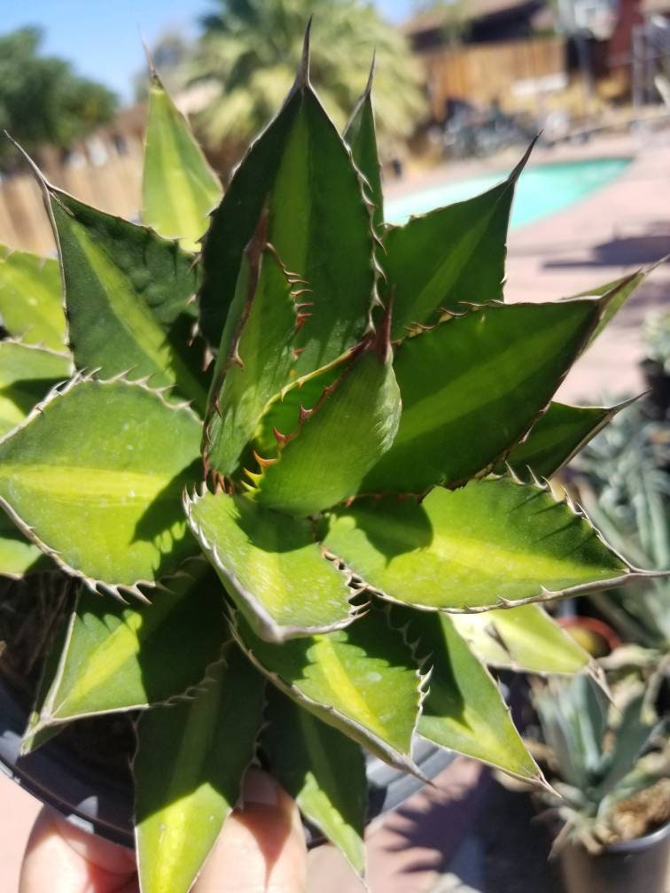 Agave Lophantha Splendida - Beaultiful Desert Plants 