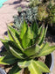 Agave Lophantha Splendida - Beaultiful Desert Plants 