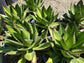 Agave Lophantha Splendida - Beaultiful Desert Plants 