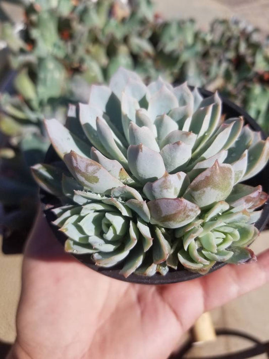 Echeveria Violet Queen (4" Pot) - Beaultiful Desert Plants 