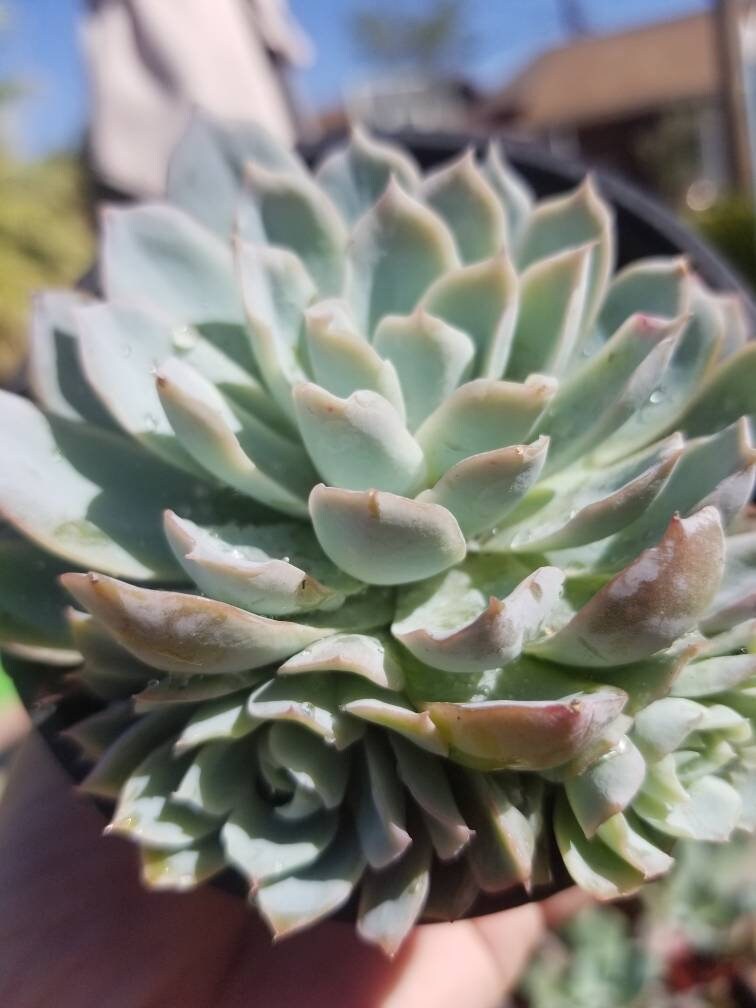 Echeveria Violet Queen (4" Pot) - Beaultiful Desert Plants 