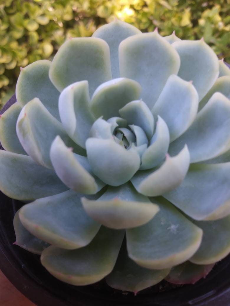 Echeveria Elegant "Mexican Snowball" (4"Pot) - Beaultiful Desert Plants 