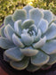 Echeveria Elegant "Mexican Snowball" (4"Pot) - Beaultiful Desert Plants 