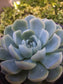 Echeveria Elegant "Mexican Snowball" (4"Pot) - Beaultiful Desert Plants 