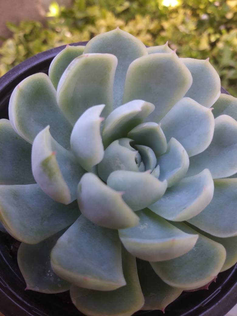 Echeveria Elegant "Mexican Snowball" (4"Pot) - Beaultiful Desert Plants 