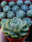 Echeveria Elegant "Mexican Snowball" (4"Pot) - Beaultiful Desert Plants 