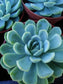 Echeveria Elegant "Mexican Snowball" (4"Pot) - Beaultiful Desert Plants 