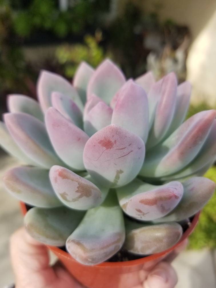 Graptoveria Opalina (4"pot) - Beaultiful Desert Plants 