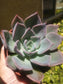 Echeveria Blue Prince (4" pot) - Beaultiful Desert Plants 