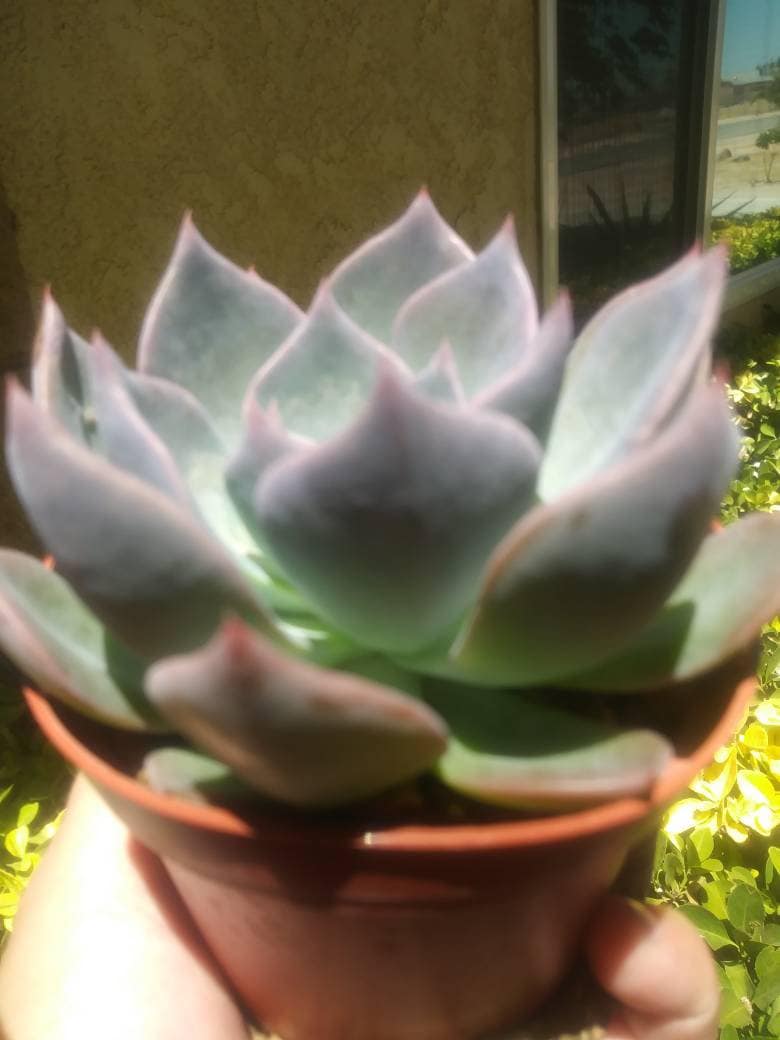 Echeveria Blue Prince (4" pot) - Beaultiful Desert Plants 