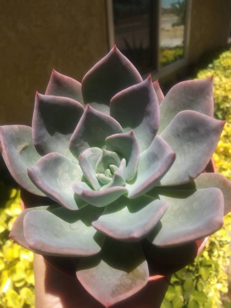 Echeveria Blue Prince (4" pot) - Beaultiful Desert Plants 