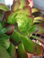 Aeonium Salad Bowl Bouquet - Beaultiful Desert Plants 