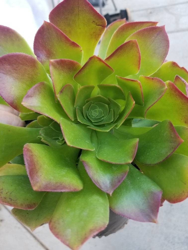 Aeonium Salad Bowl Bouquet - Beaultiful Desert Plants 