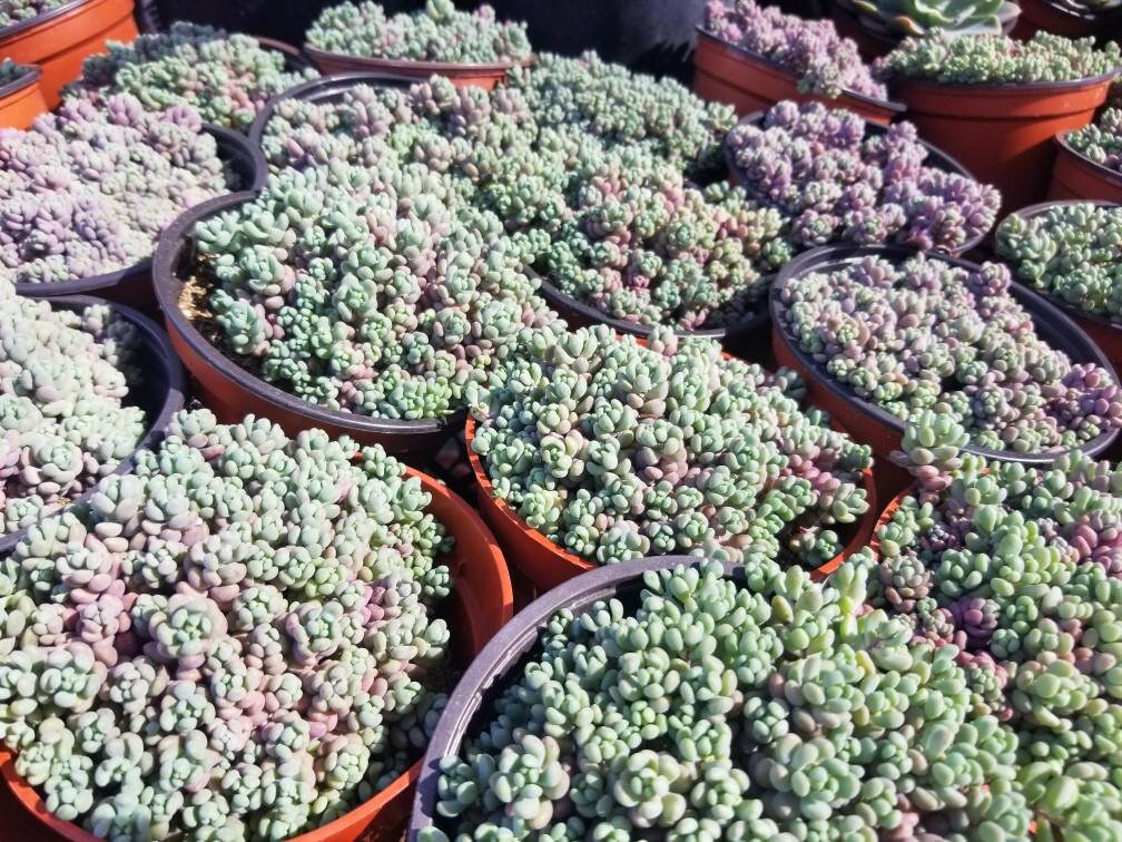 sedum minor succulent Sedum dasyphyllum 'Corsican Stonecrop' 4 Inch
