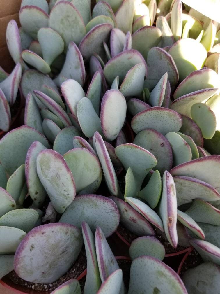 Crassula Arborensens "Silver Dollar Plant" (4" Pot) - Beaultiful Desert Plants 