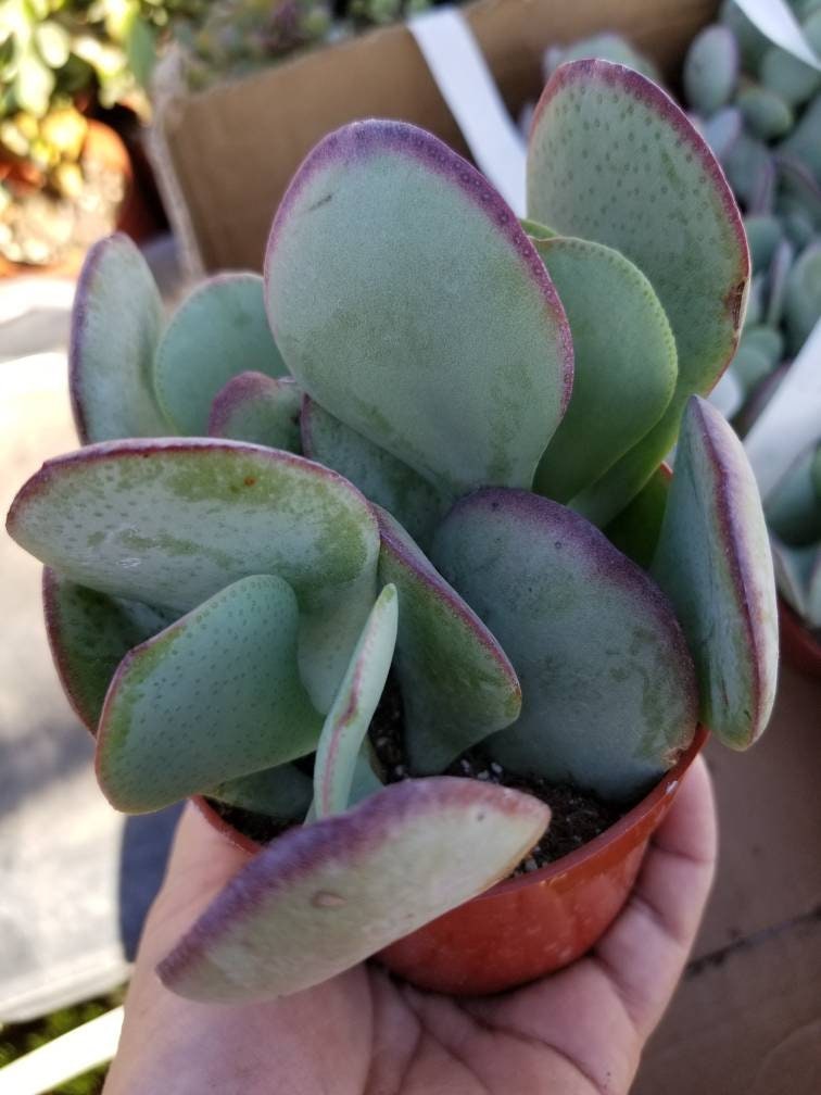 Crassula Arborensens "Silver Dollar Plant" (4" Pot) - Beaultiful Desert Plants 