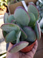 Crassula Arborensens "Silver Dollar Plant" (4" Pot) - Beaultiful Desert Plants 