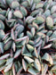 Crassula Arborensens "Silver Dollar Plant" (4" Pot) - Beaultiful Desert Plants 