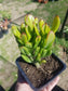 Crassula Ovata Hobbit Mini Tree - Beaultiful Desert Plants 