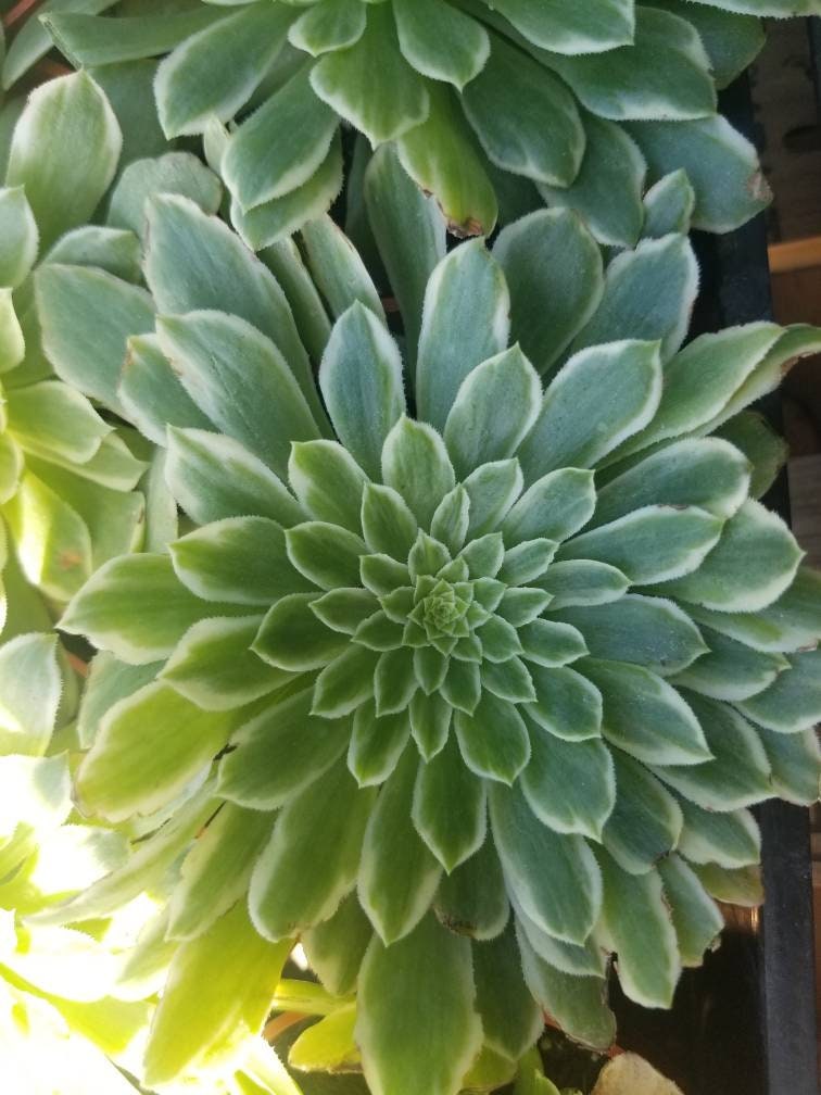 emerald ice succulent Aeonium Emerald Ice (4"Pot) – Beaultiful Desert Plants