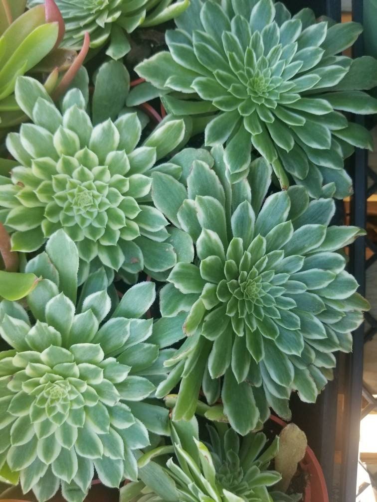 Aeonium Emerald Ice (4"Pot) - Beaultiful Desert Plants 