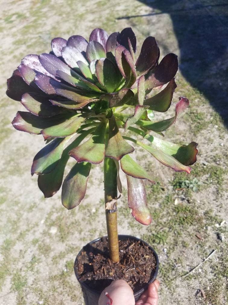 Aeonium Cyclop - Beaultiful Desert Plants 