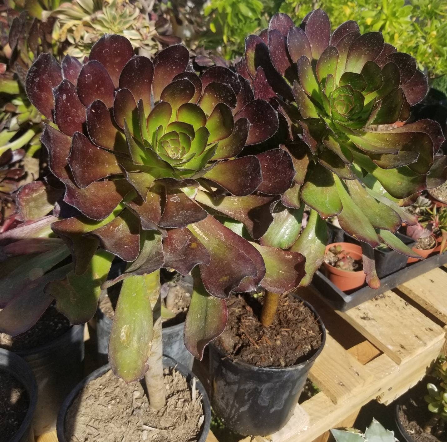 Aeonium Cyclop - Beaultiful Desert Plants 