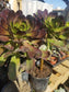 Aeonium Cyclop - Beaultiful Desert Plants 